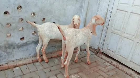 Makkah Chini Bakre Urgent For Sale call _03258956386