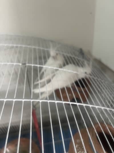 Whitle Albino Cockatiel