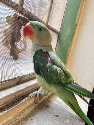Hand taim raw parrot