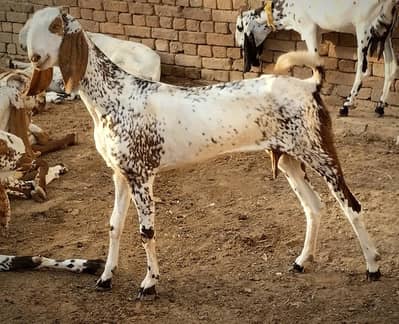 makhi cheeni bakri for sale