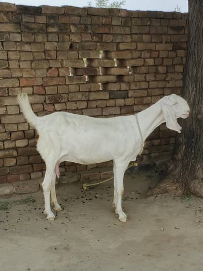 Rajan puri white gulabi Goat