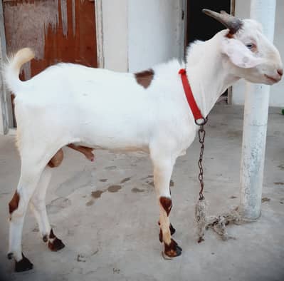 10 Months Male Goat white eyes Healthy and Active MashaAllah for sale