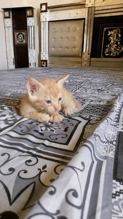 Healthy kittens