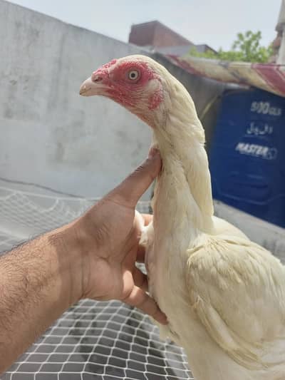 Heera Aseel Female Madi  ( 03204661930 )