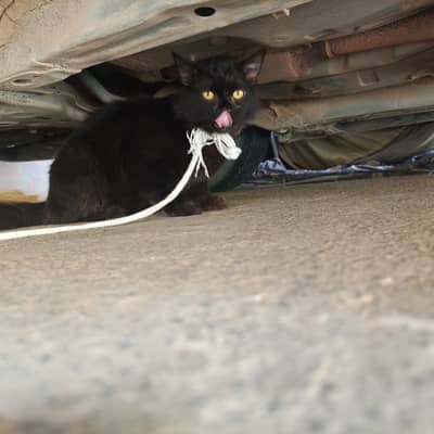 Black beautiful cat for sell