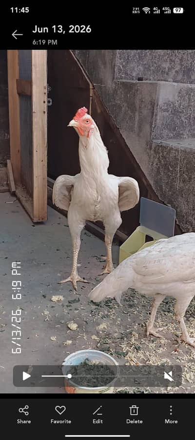 pure aseel heera breeder