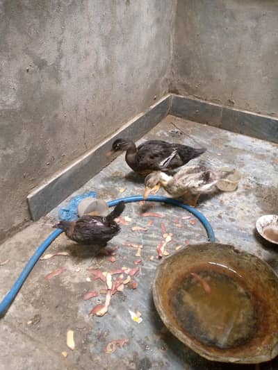 2ducks 1 chicken