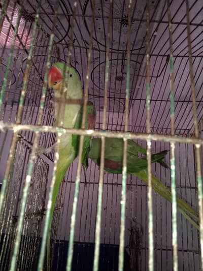 Raw tolking pair healthy and active