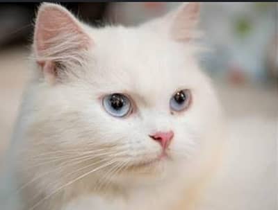 persian cate for sale