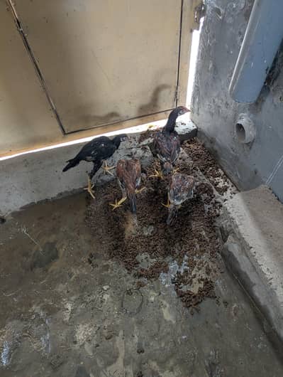 pure aseel mian wali breed chicks