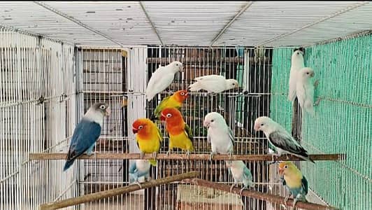 Love birds breeder pairs