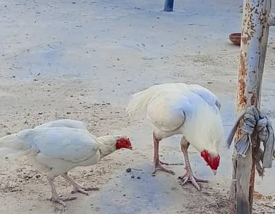 white aseel