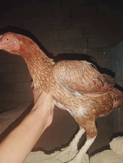 breder female