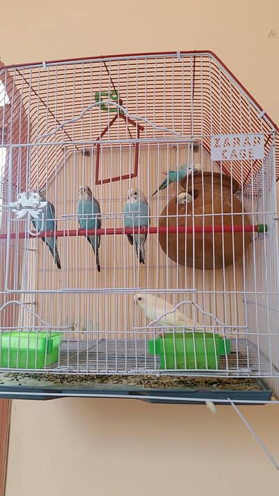 selling active budgies