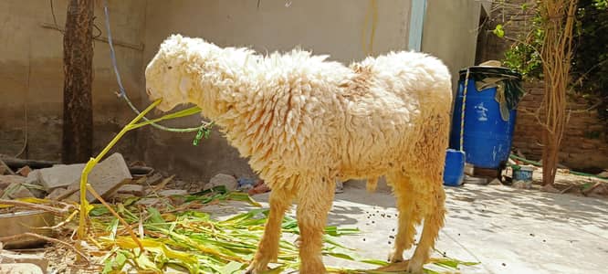 sheep