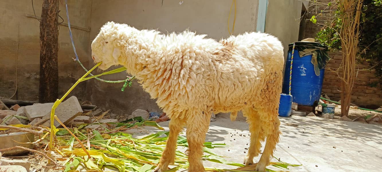sheep 0