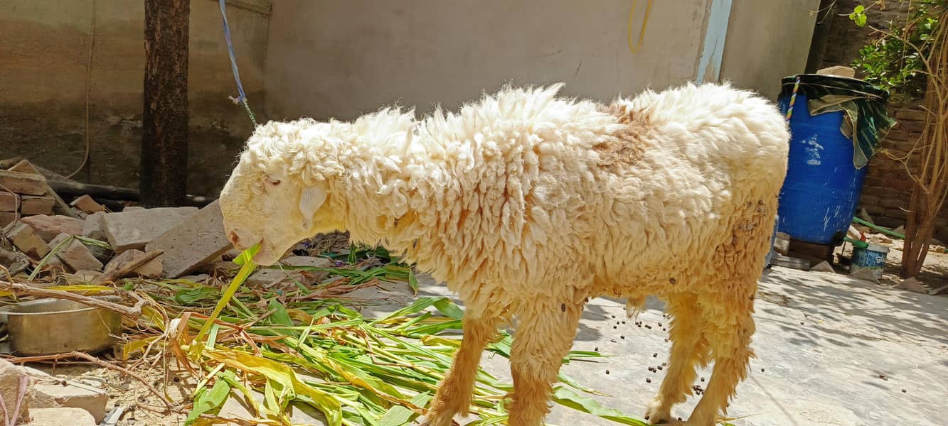 sheep 2