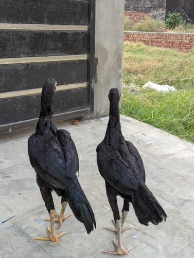 Aseel Thai pair black
