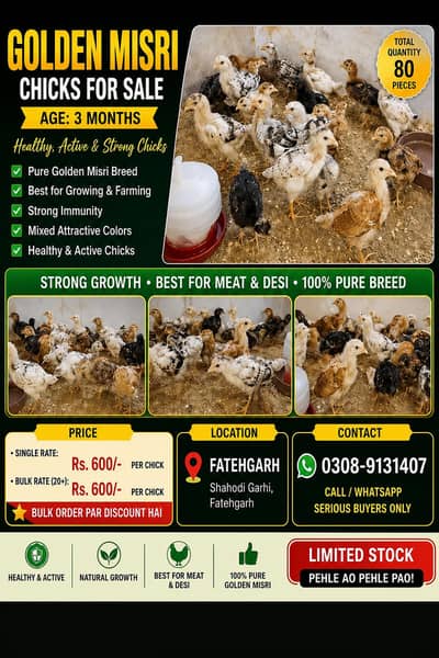 GOLDEN MISRI CHICKS FOR SALE – AGE: 3 MONTHS