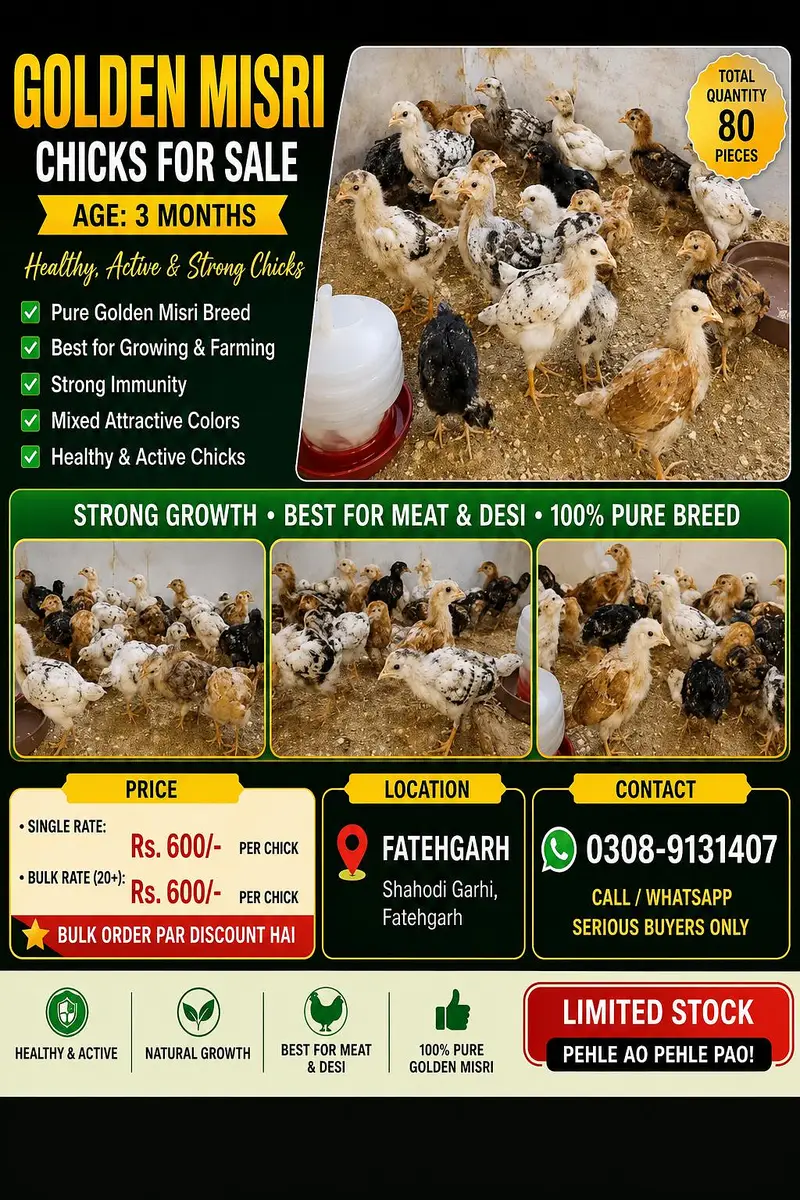 GOLDEN MISRI CHICKS FOR SALE – AGE: 3 MONTHS