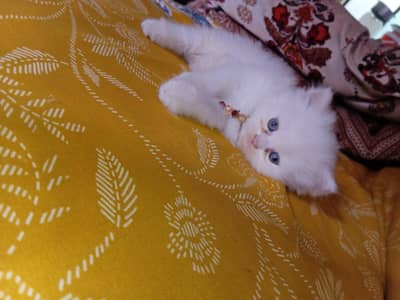 A cute little Cat Baby