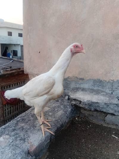 Paper White Aseel Murgi