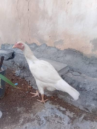 Paper White Aseel Murgi