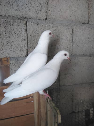 urgent breeder qasid jora for sell