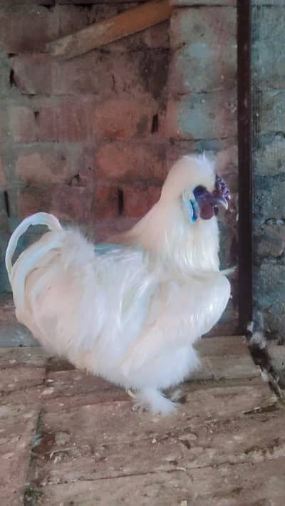white silkie pair