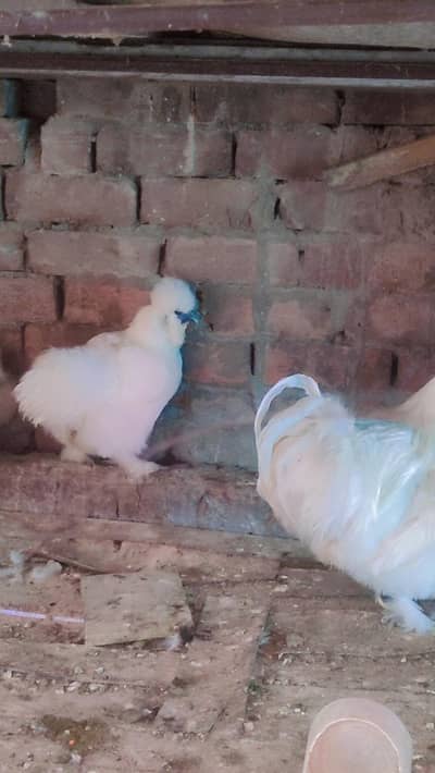 white silkie female
