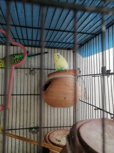 Australian parrot 10 pair