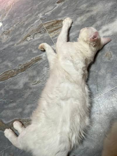 persian  double coat male cat