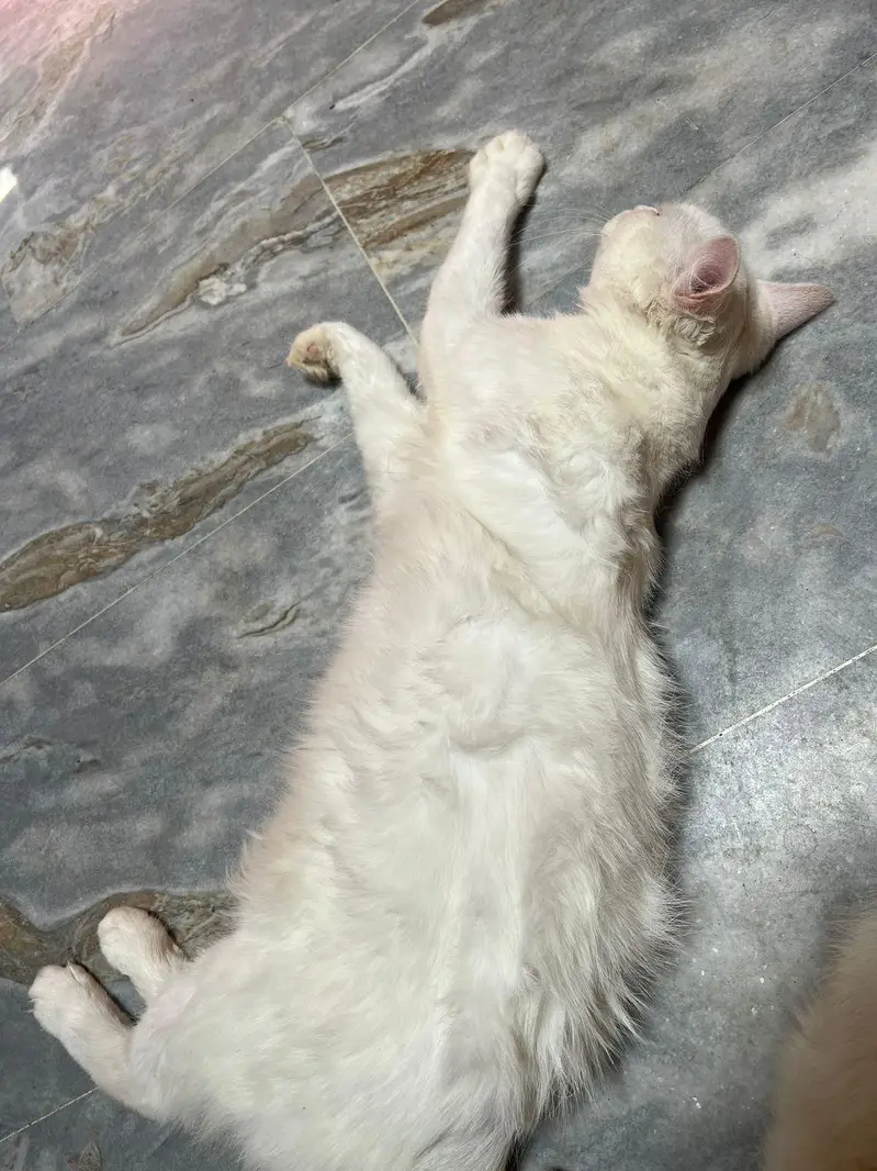 persian  double coat male cat