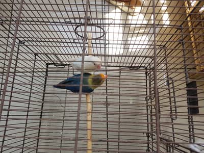 Latino Birds