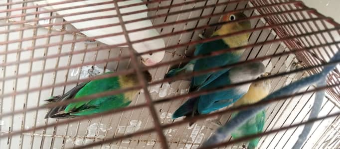 mix love birds