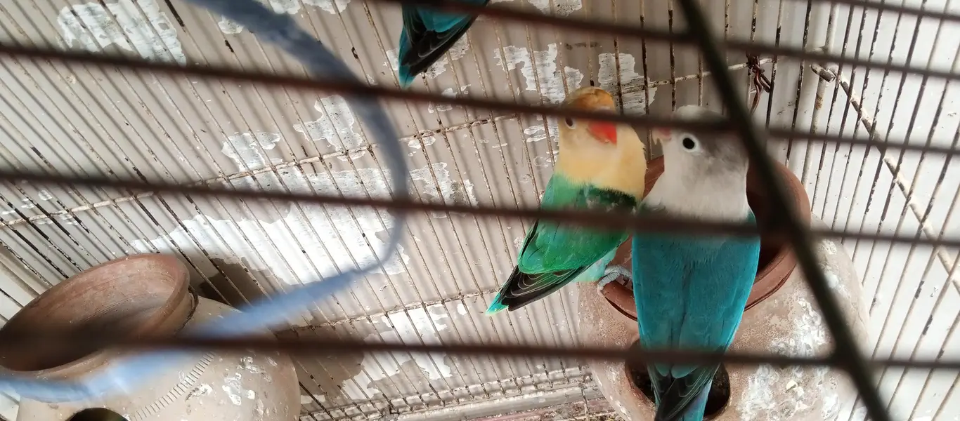mix love birds — photo 3