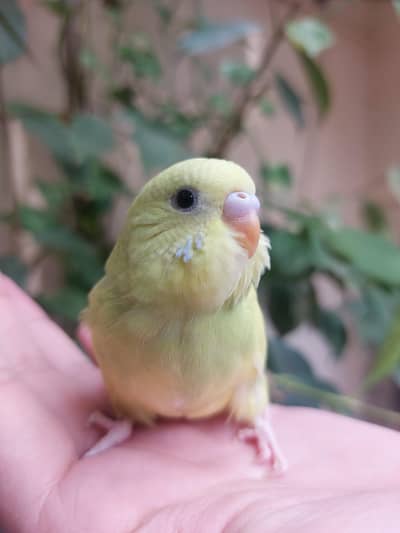 Beautiful Friendly Australian Chick