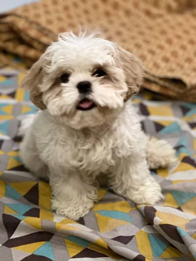 shitzu male puppy for sale