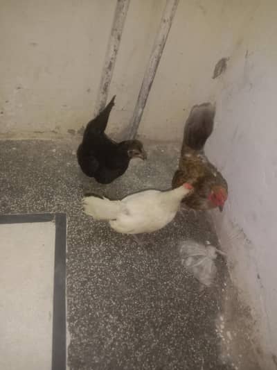 Desi/Bantam mix Chickens Murgiyan