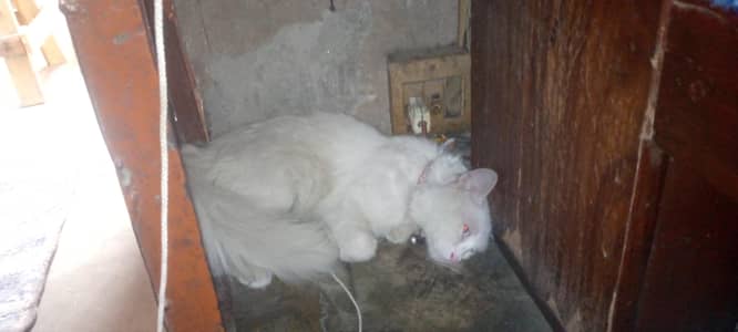 for sale cat