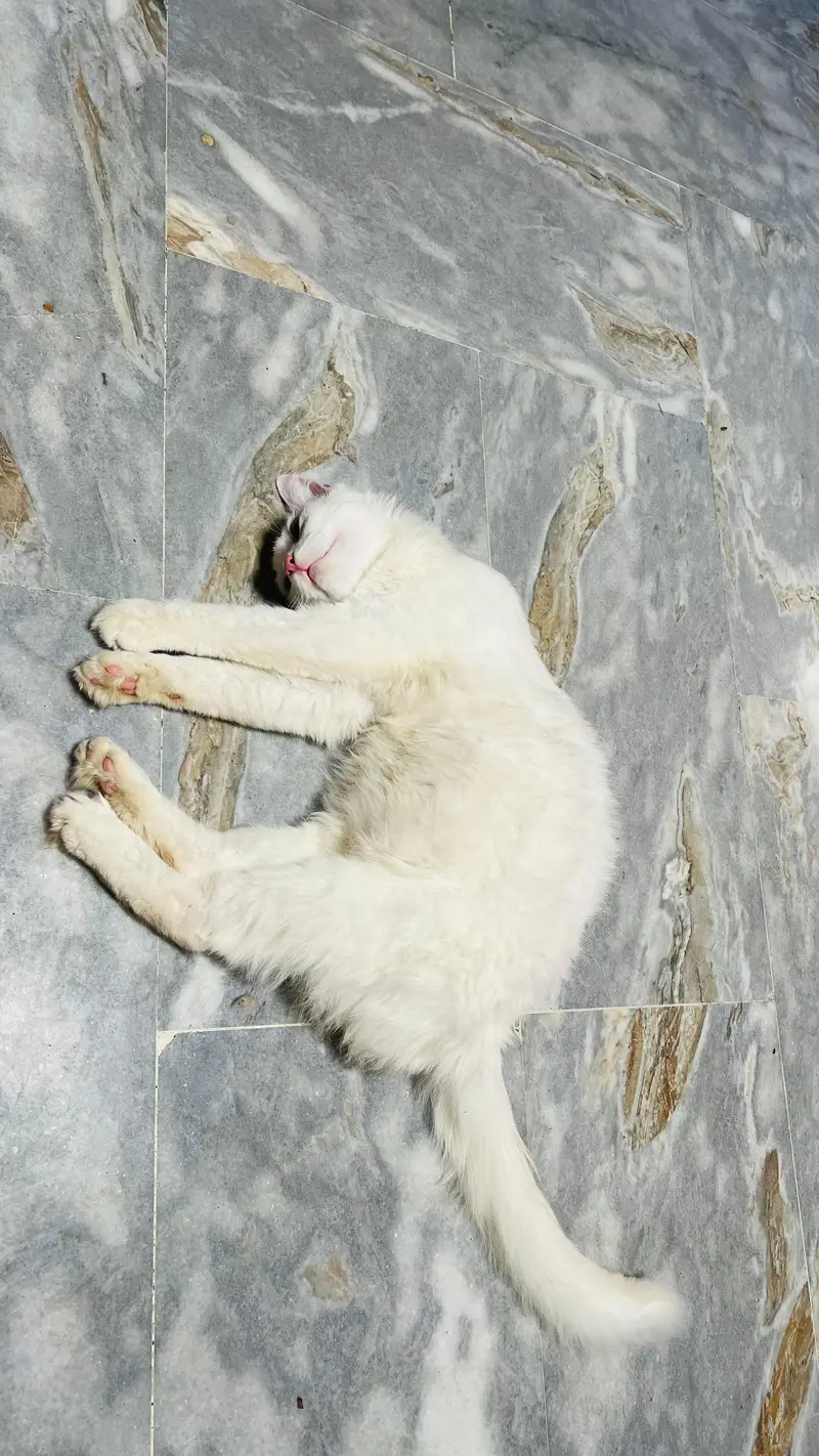 persian  double coat male cat — photo 2