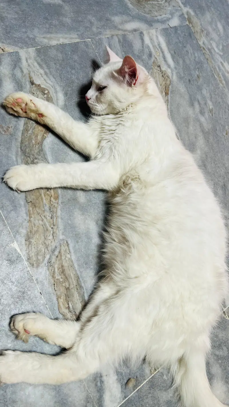 persian  double coat male cat — photo 3