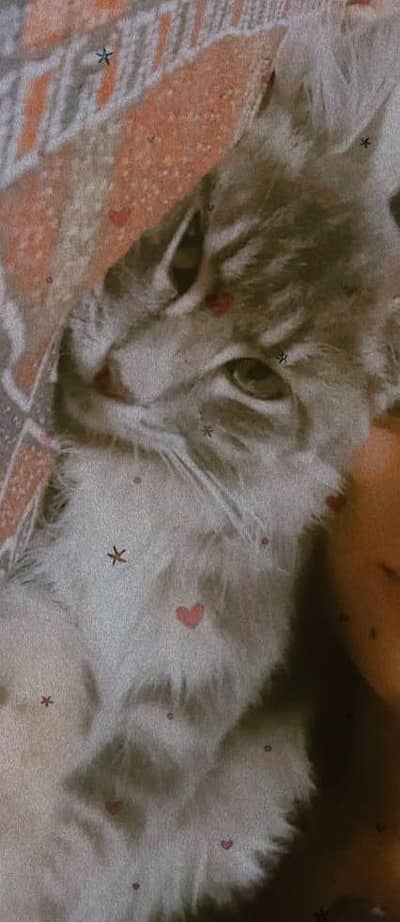 active Persian breed