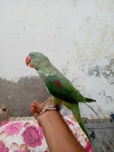 kashmiri raw friendly hand tame parrot
