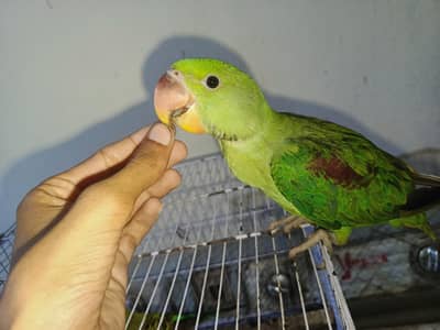 Hand Tame Self Raw chick