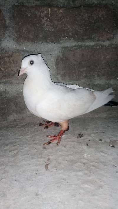 Lucky kabotri and lucky male 03426744070