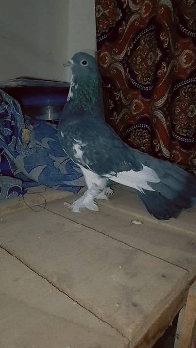 LUCKY PIEGON