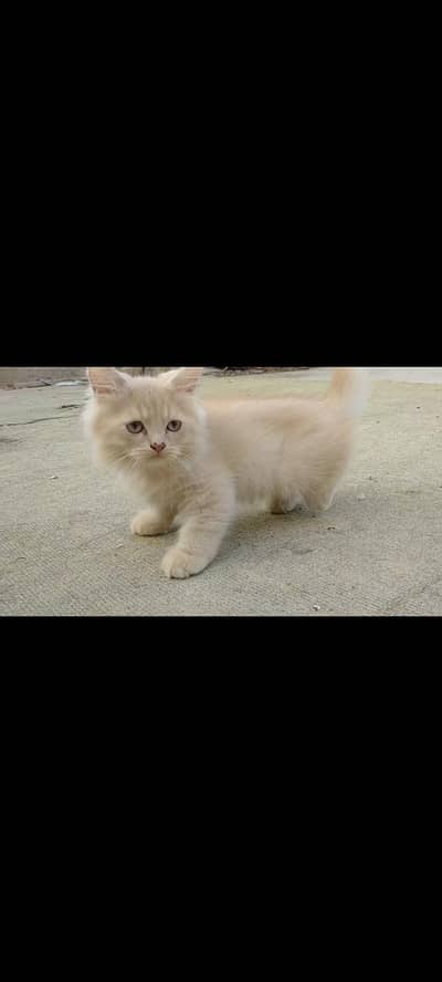Persian cat