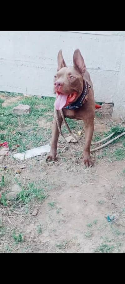 pitbull dog bhot acha dog hia cal watsapp nomber 03424153711
