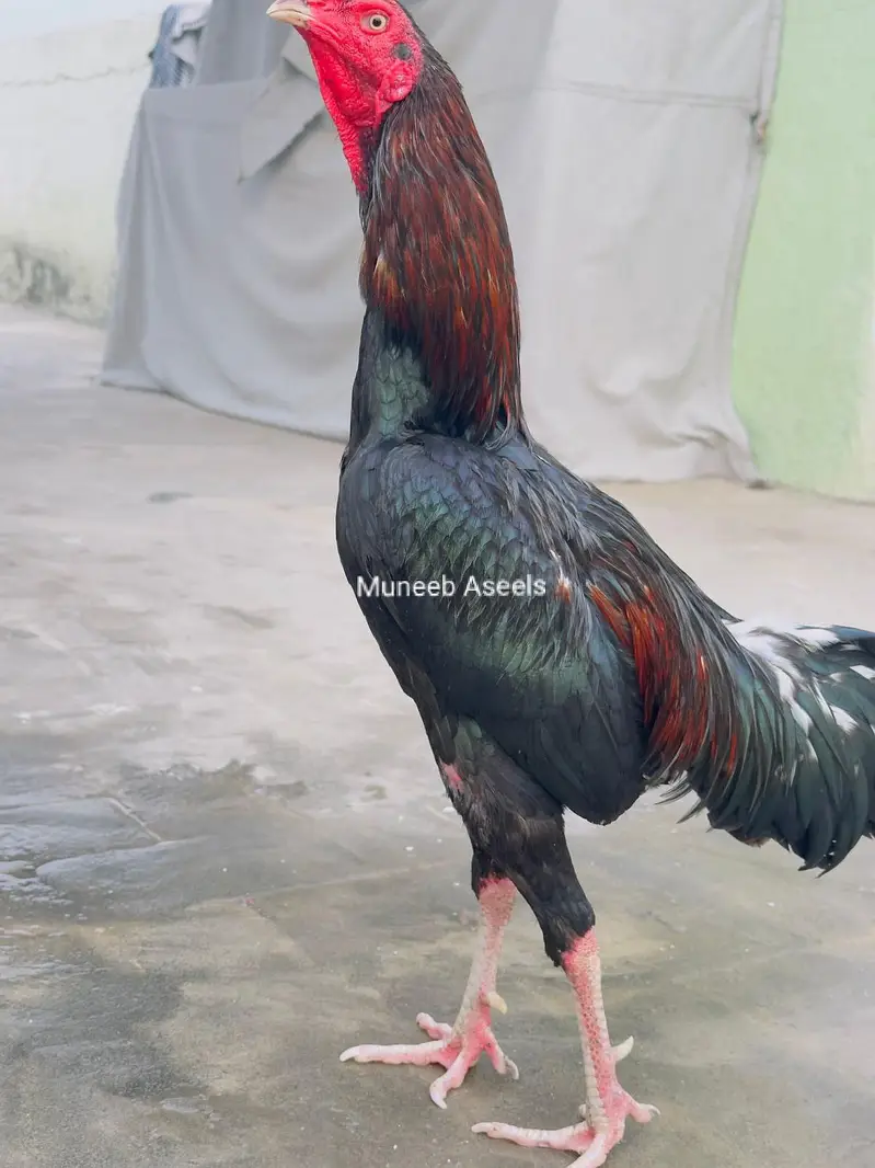 Breeder Aseel Pair Aseel Murga Mushka Lasani Patha Murgi  03098573144 — photo 3